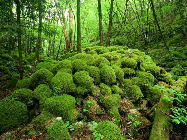 山犬嶽