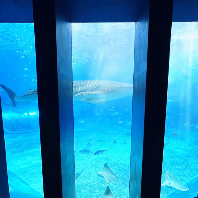  Dive into the Deep Blue: Okinawa Churaumi Aquarium Adventure 🇯🇵