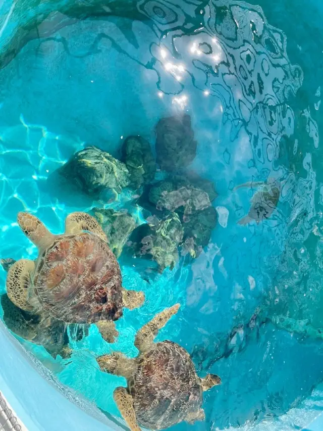 Asia's best Aquarium