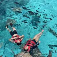 #ดูฉลามที่มัลดีฟส์ #ว่ายน้ำกับฉลาม #ม้ลดีฟส์🏝️💦