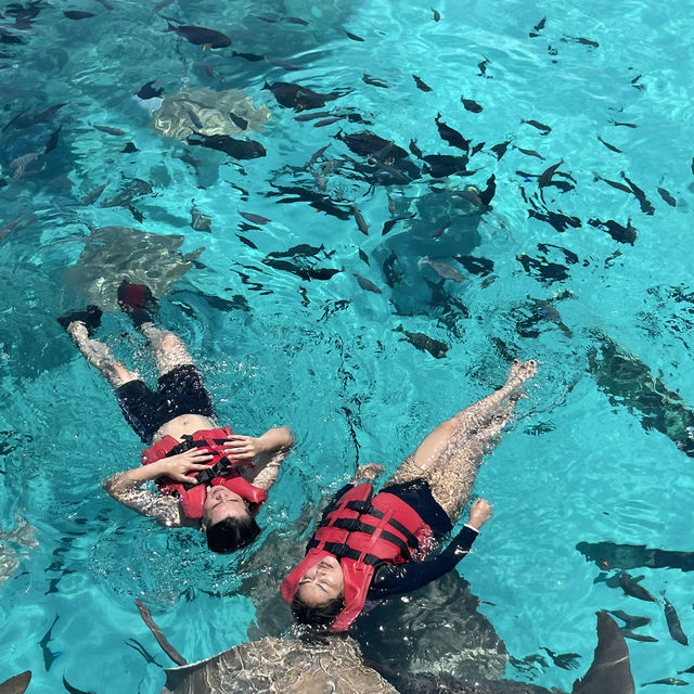 #ดูฉลามที่มัลดีฟส์ #ว่ายน้ำกับฉลาม #ม้ลดีฟส์🏝️💦