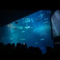 Monterey bay aquarium 
