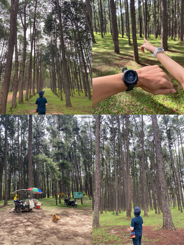 สวนสนบ่อแก้ว | จ.เชียงใหม่ 🌲🪵🍃✨