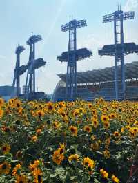 Sunflower is blooming in Haixinsha with Canton View 🌻🌻