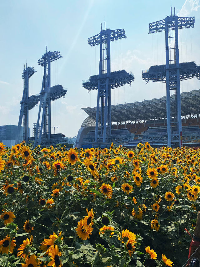 Sunflower is blooming in Haixinsha with Canton View 🌻🌻