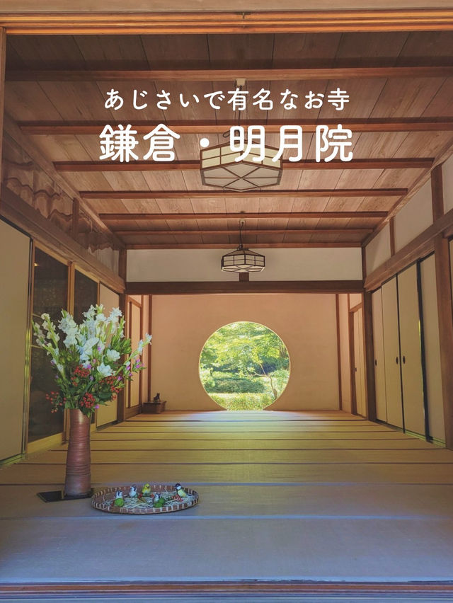 【紫陽花で知られる💐静かなお寺明月院🌕】
