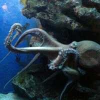 Sea Life Bangkok Ocean World