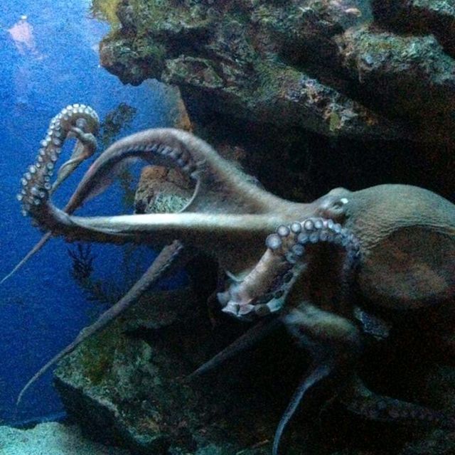 Sea Life Bangkok Ocean World