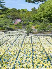 【期間限定】感動の絶景広がる🌼 欲張りに2種類たのしむのがおすすめ🫶🏻🌸✨ 