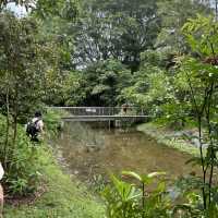 Macritchie treetop walk