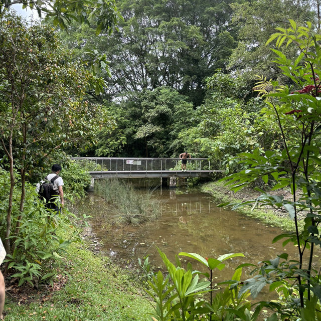 Macritchie treetop walk
