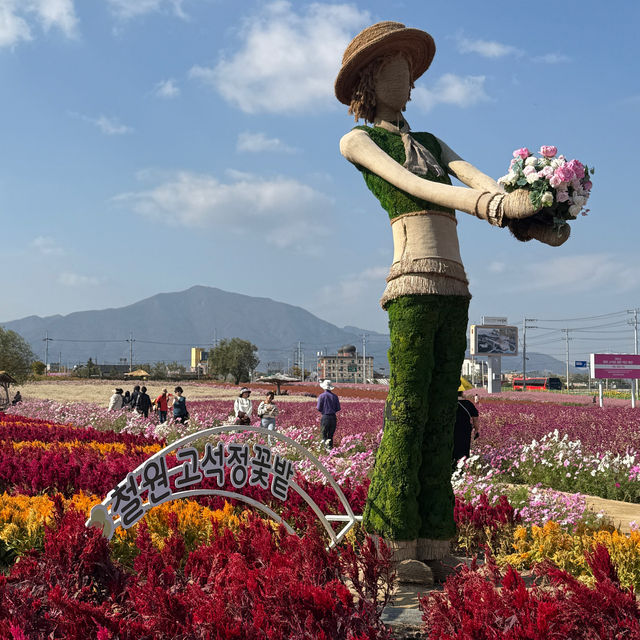 [강원도] 고석정 꽃밭에서 꽃향 가득🌸