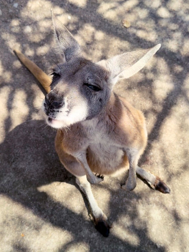 再次近距離親親小動物🦘🐑🐫
