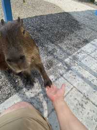 《星夢森林》：近距離與動物的互動體驗