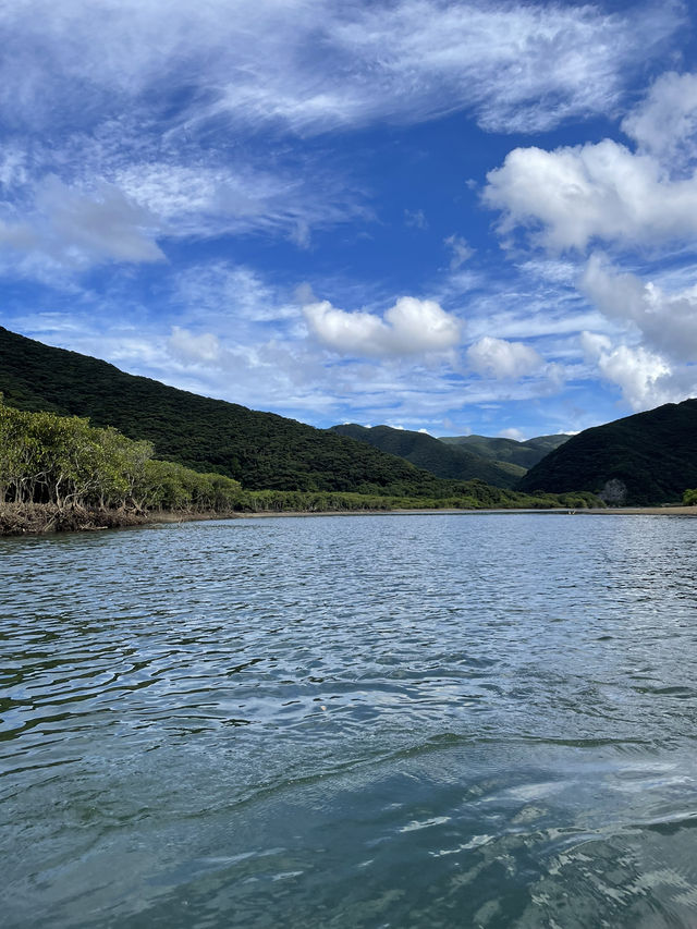 奄美大島　マングローブでカヤック体験！🛶