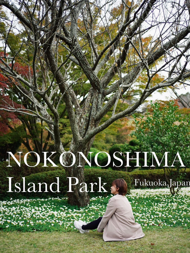 🌸 Nokonoshima ฟุกุโอกะ เกาะสวรรค์ของคนรักดอกไม้