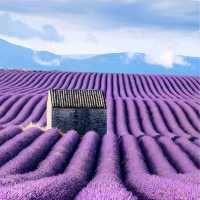 Lavender Fields, Provence