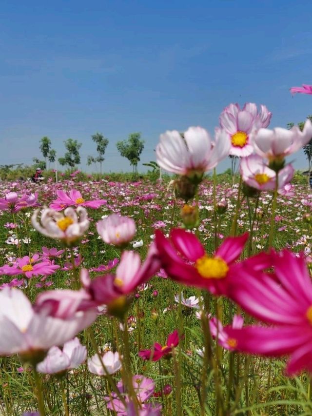 ชมทุ่งดอกคอสมอสที่สวนบ้านไร่นายรุ่ง