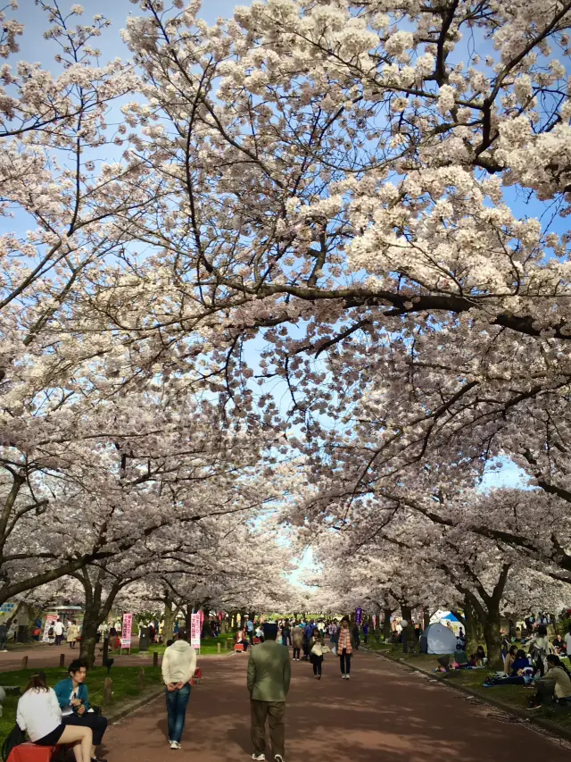 Cherry Blossom Viewing @Expo Park, Osaka