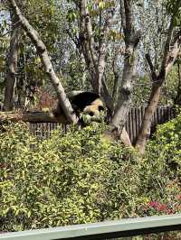 ธรรมชาติของแพนด้ายักษ์🐼เป็นสัตว์ตลก & หาตัวยาก