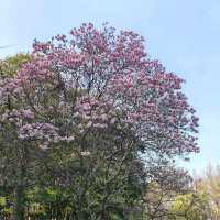 Taiziwan Park - The best place for Tulips in Hangzhou