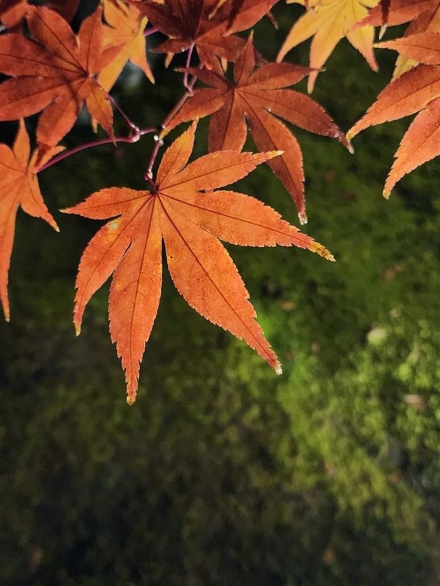 夜觀楓葉