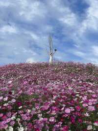 広島観光におすすめ☺️💐🌸百花繚乱🌼💐花の駅せら