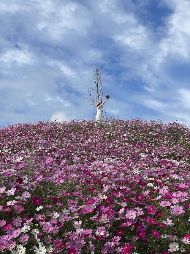 広島観光におすすめ☺️💐🌸百花繚乱🌼💐花の駅せら