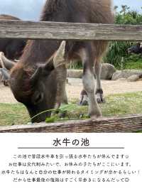 【由布島】西表島から水牛車に乗って行く！コンパクトな島を散策しよう