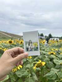 ทุ่งทานตะวัน เขื่อนดอกกราย