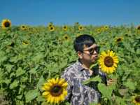 รับลมหนาวที่ ไร่มณีศร ทุ่งทานตะวัน เขาใหญ่