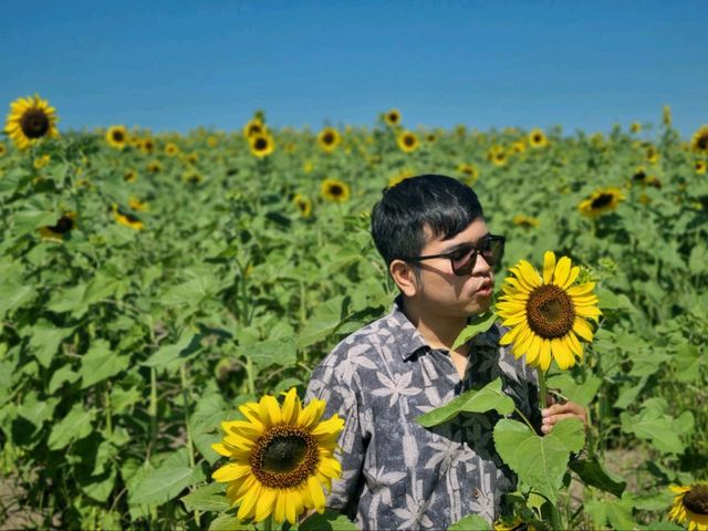 รับลมหนาวที่ ไร่มณีศร ทุ่งทานตะวัน เขาใหญ่