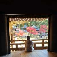 日本紅楓季秘境，漫步書寫山。