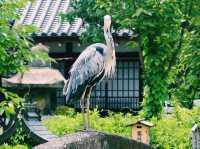京都🇯🇵六孫王神社