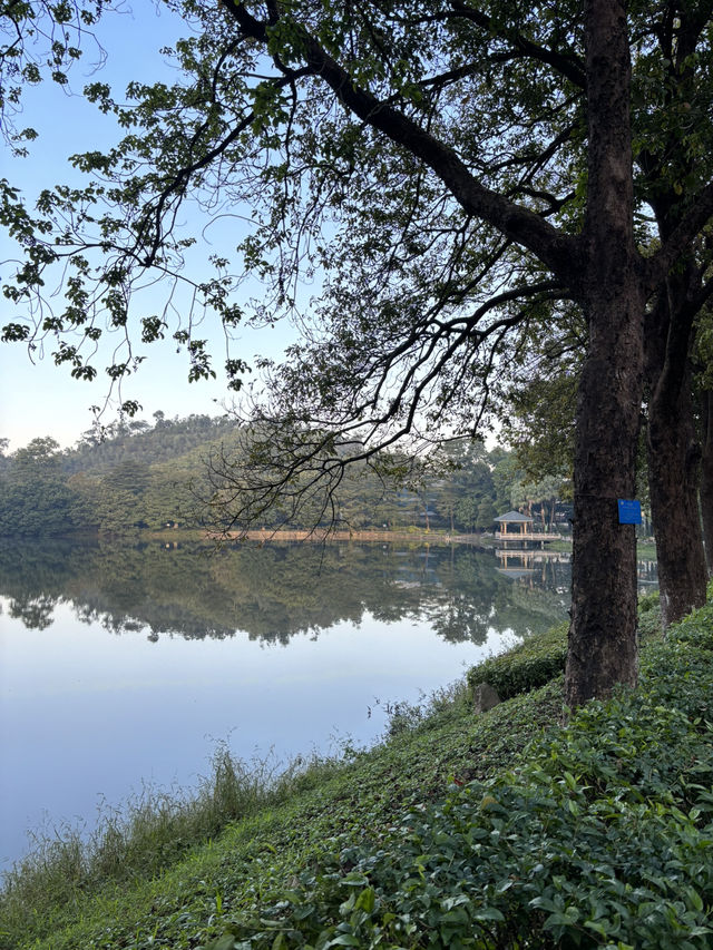 Serene Escape in Dongguan 🪷🌴🌳