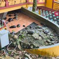 Discover Temple @Seremban Wugong Shan 蜈蚣山
