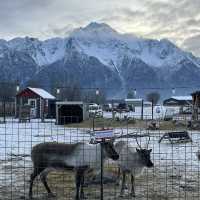 Reindeer park in Anchorage