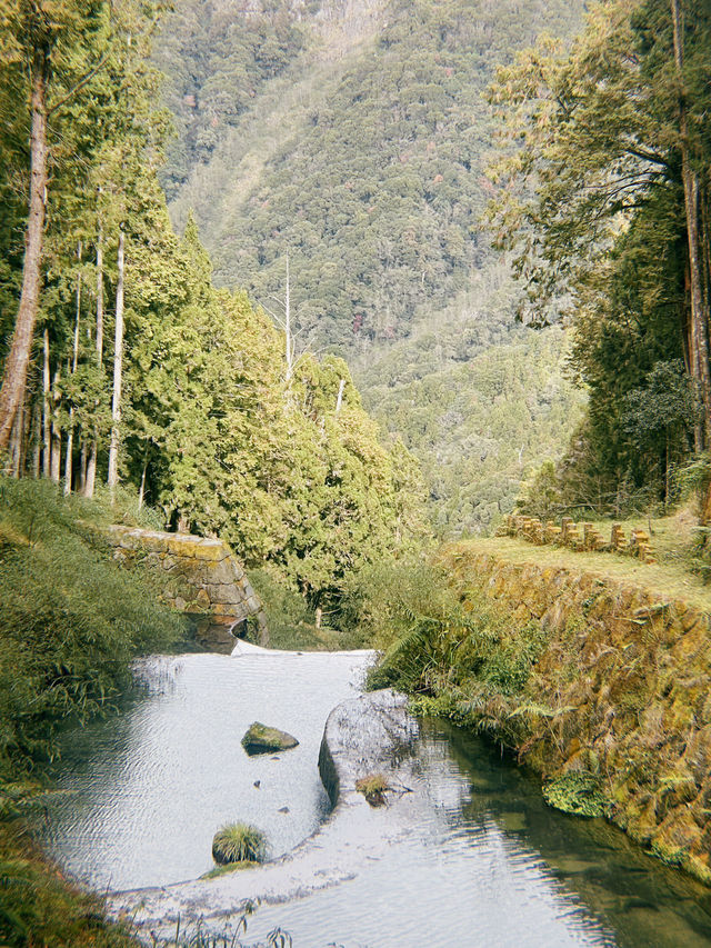 One Day Trip from Taipei to Alishan🏞️🍁