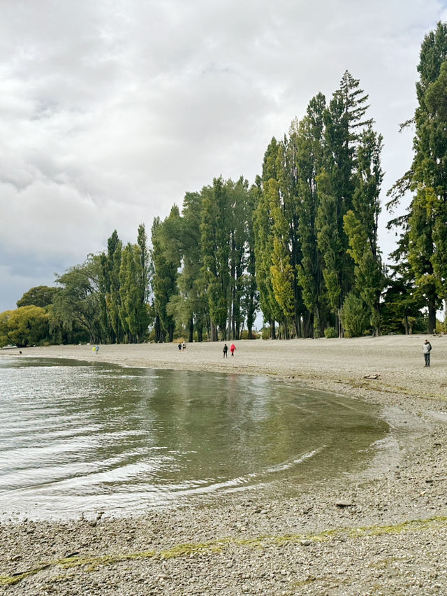 와나카호수의 랜드마크, 와나카 나무(That Wanaka Tree)🌲