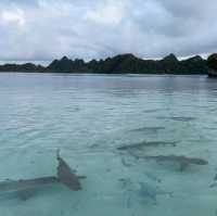 A Paradise Found: My Unforgettable Journey to Raja Ampat!