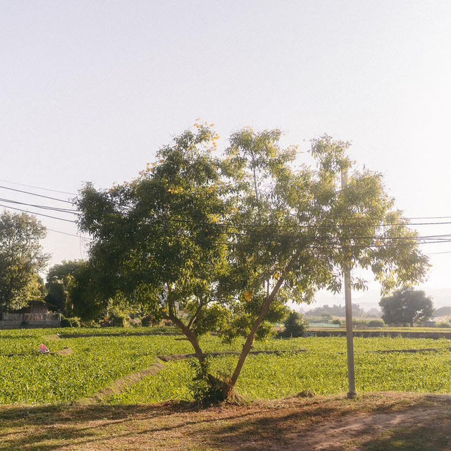ที่พักสุดชิล วิวท้องนาและภูเขา 🌄