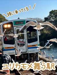 【浜松 冬の旅】 ユリカモメ舞う駅   おびただしい数にびっくり！ピークは1月下旬～2月