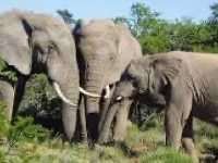 Addo Elephant National Park: A Wildlife Haven in South Africa