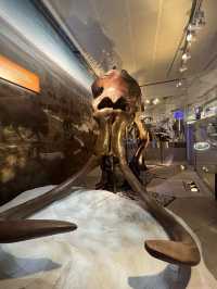 Fantastic museum for natural history!