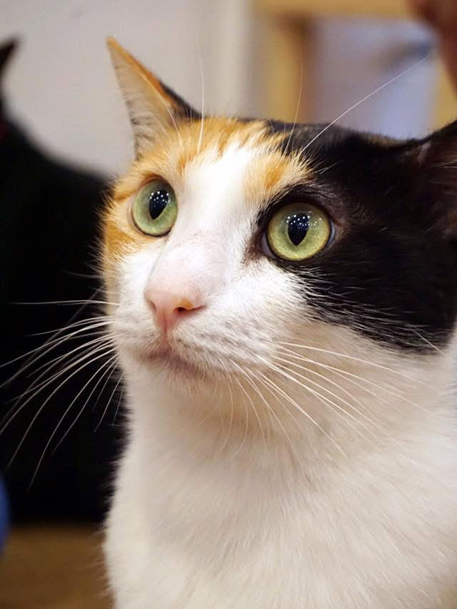 A Purr-fect Afternoon with a Dozen Cats at The Cat Café Bugis