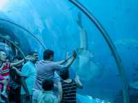  S.E.A. Aquarium 🐠🌊🇸🇬
