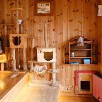 A Unique Cat Cafe Experience