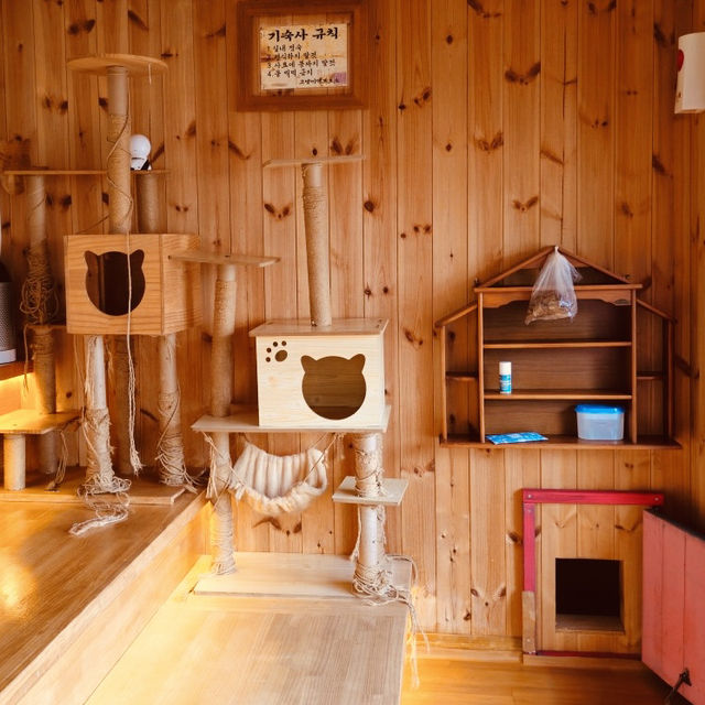A Unique Cat Cafe Experience