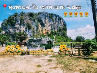 向日葵花海在 Thanan 山，Thung Wa 區，沙敦府盛開囉