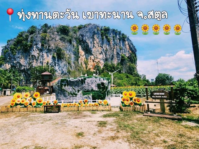 🌻ทานตะวัน เขาทะนาน อ.ทุ่งหว้า จ.สตูล บานแล้วจ้า✨️
